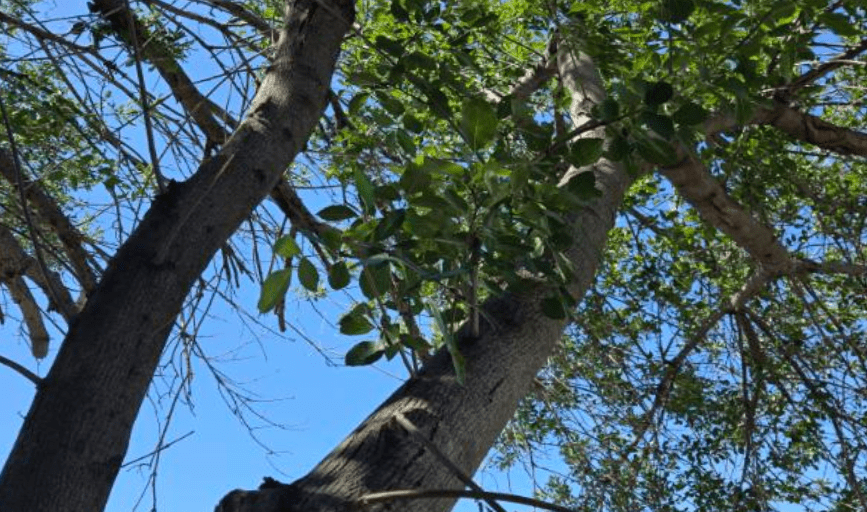TREE TRIMMING